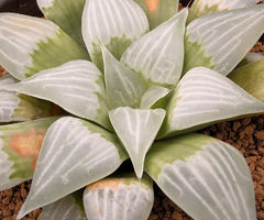 カクタスニシ Cactus and Succulent