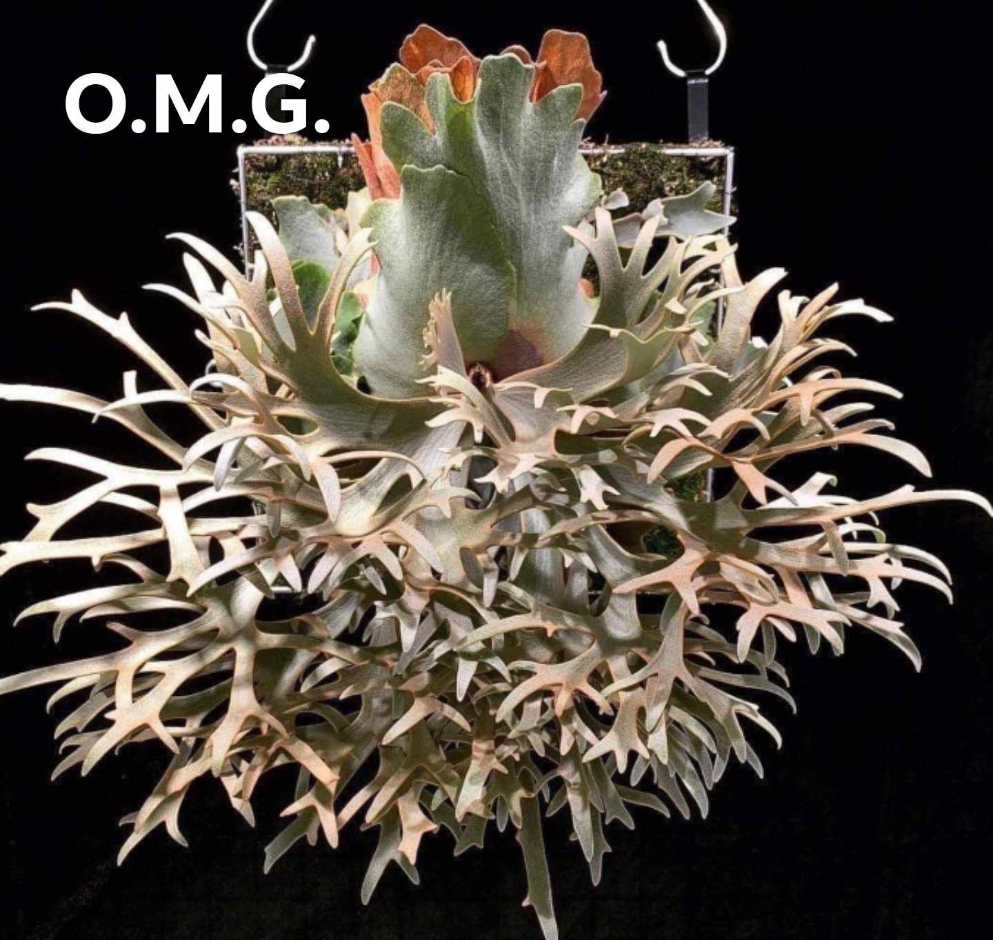 Platycerium willinckii 