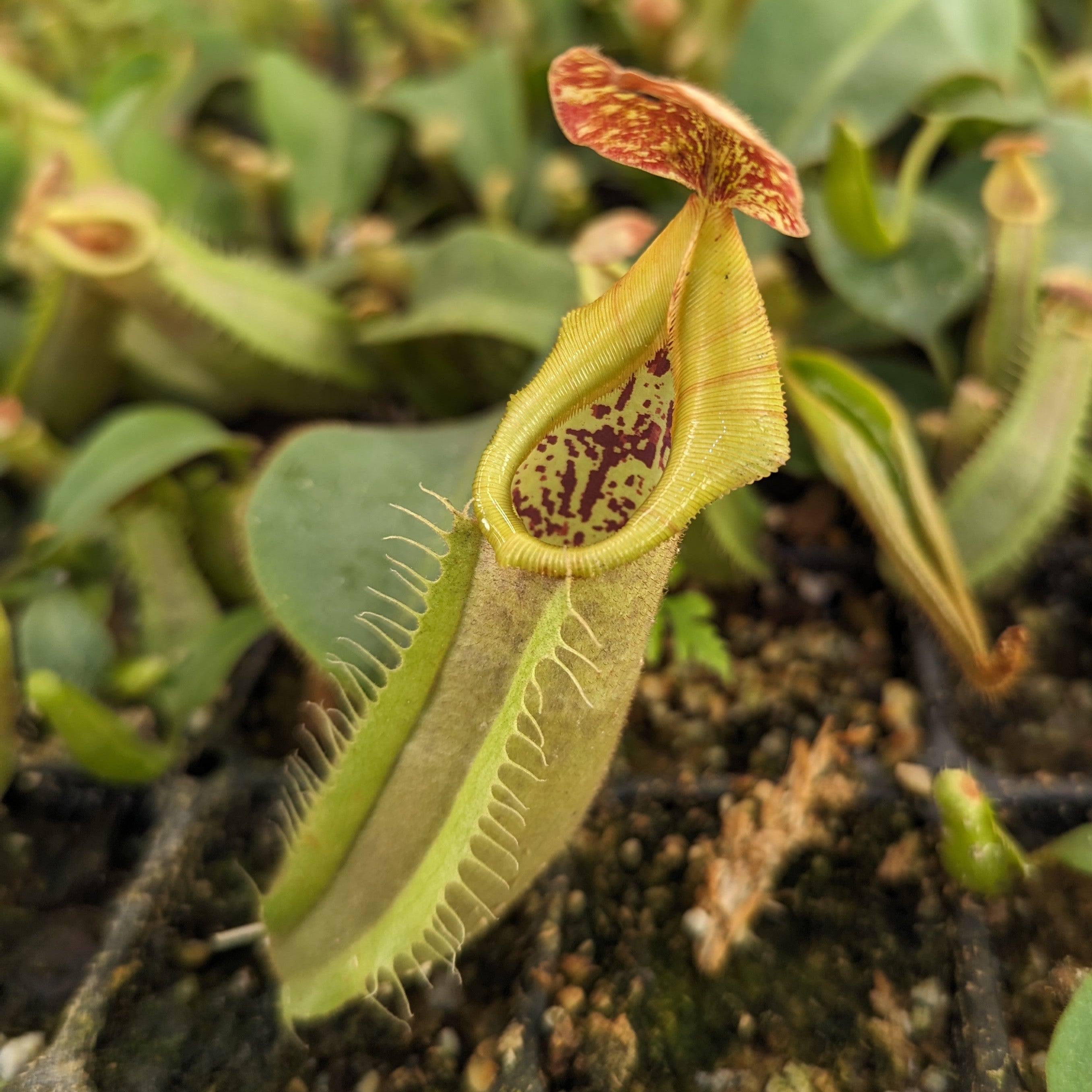 Nepenthes veitchii LL x (sumatrana x platychila), CAR-0251 – Carnivero