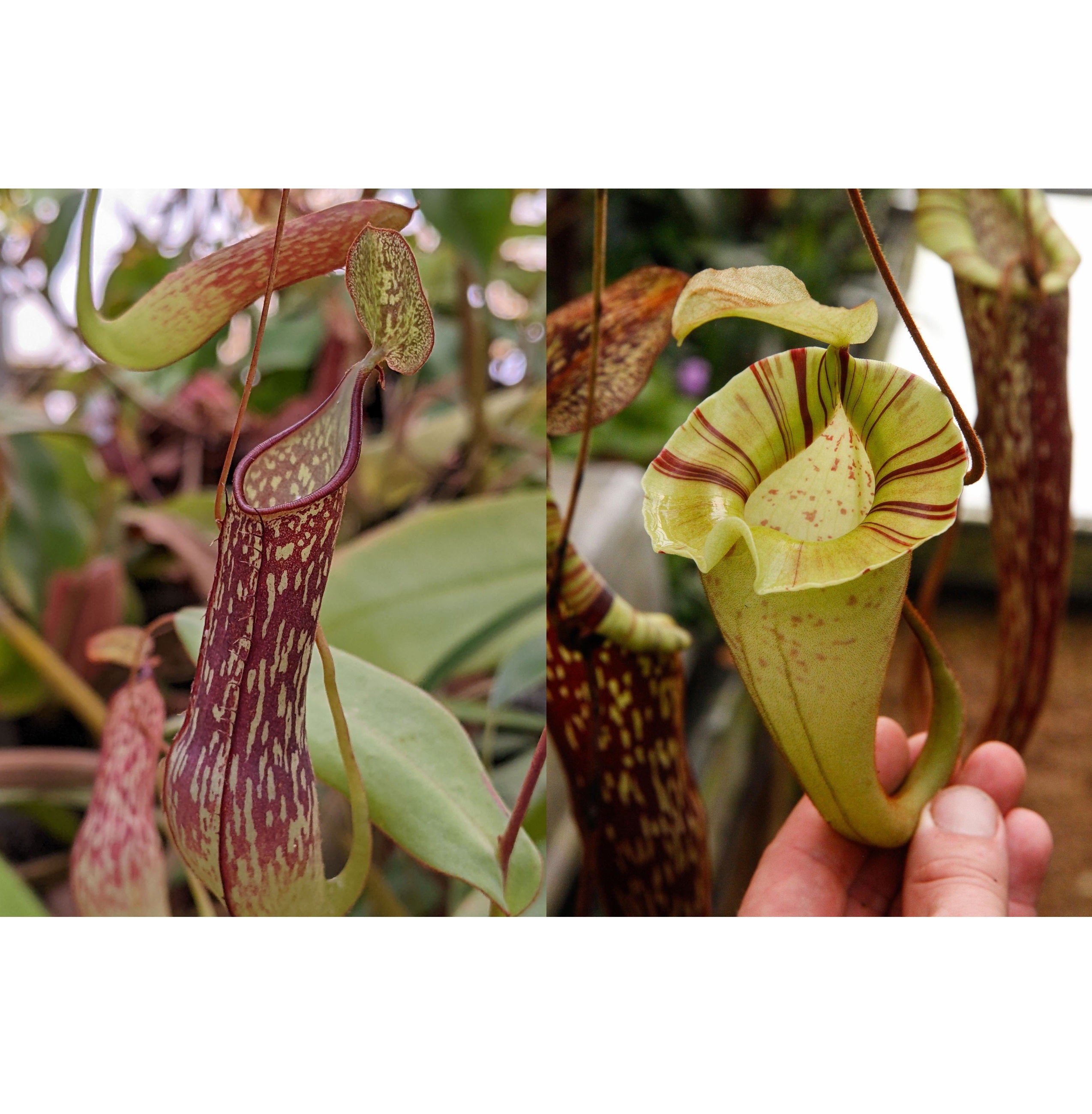 Nepenthes adnata x platychila, CAR-0320 – Carnivero