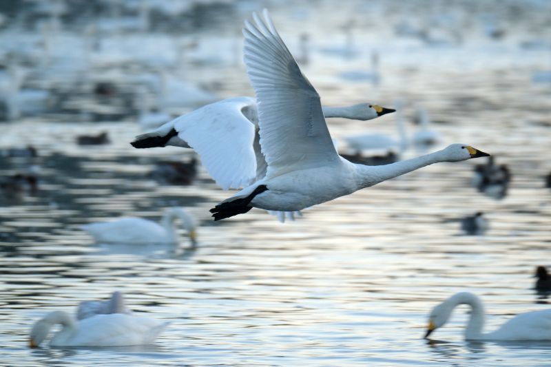 瓢湖と白鳥 2025年2月15日(土) 新潟県阿賀野市 瓢湖 白鳥の飛来地