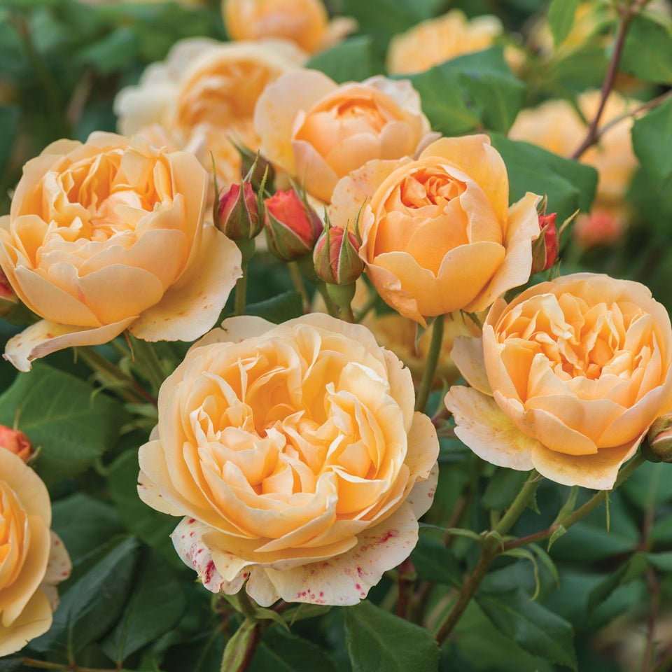 ロアルド・ダール裸苗 - Roald Dahl (Ausowlish) – David Austin Roses