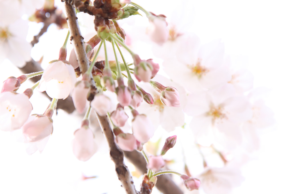 大弾奏結界 総集篇纂組曲 ～The Suite～