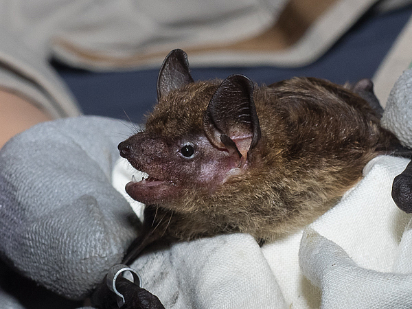 どうぶつのくに.net