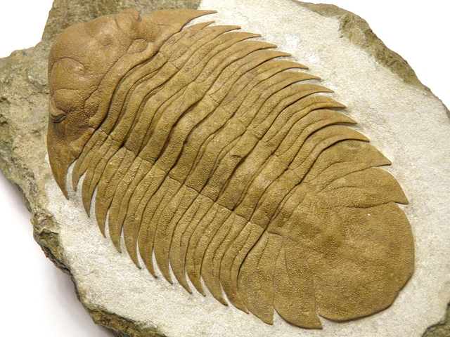 ロシア産三葉虫 Metopolichas verrucosus (メトポリカス ヴェルコスス)