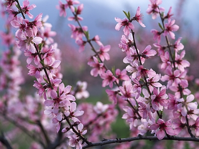 桃 | 花言葉 一覧・花図鑑・花の写真 | フラワーライブラリー