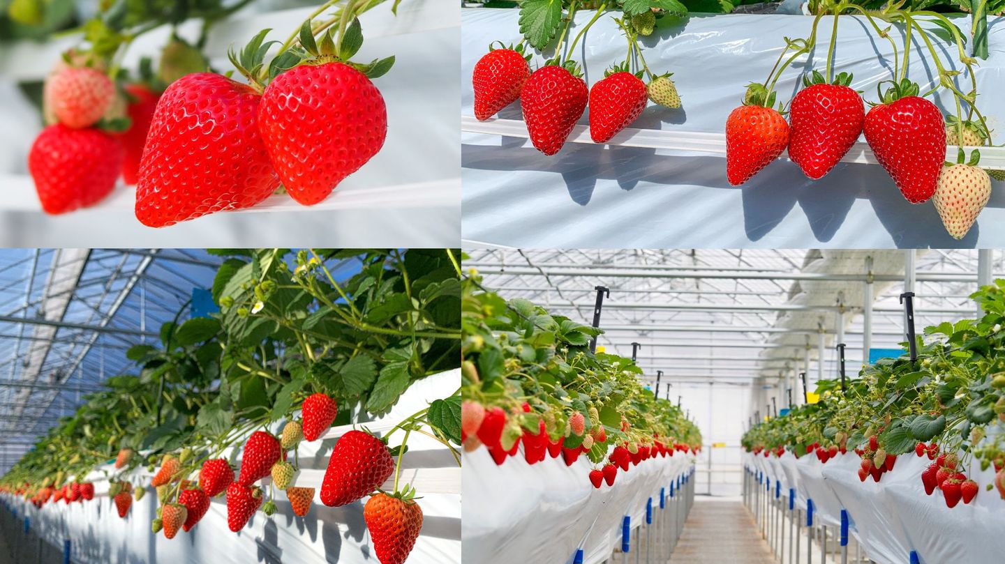 12月から6月は冬春いちご狩り｜軽井沢ガーデンファーム