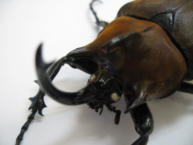 昆虫販売】ギアスゾウカブト（ギアス・ギアス）初・2令幼虫3頭セット