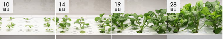 ルッコラの詳細情報 | 水耕栽培器「Green Farm（グリーンファーム）」