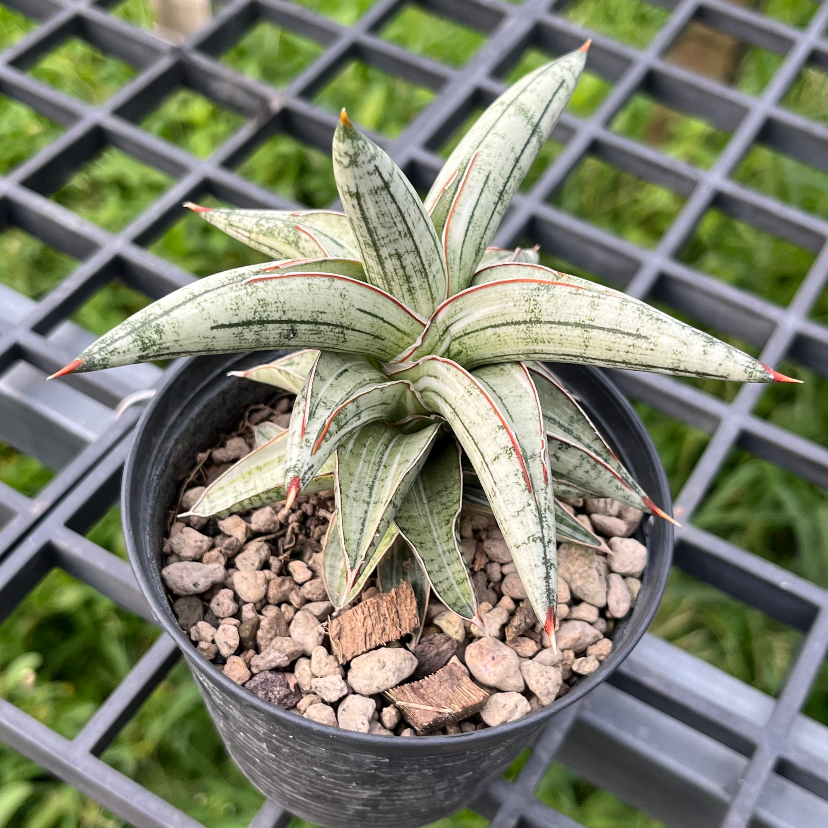 Sansevieria Lavranos 1970 White Variegated – Greenroom Planter