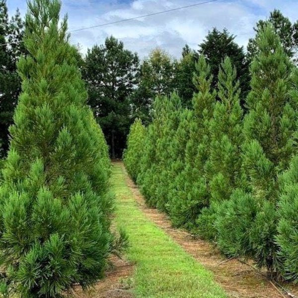 Cryptomeria Yoshino Cedar - Premium Trees Online – Greenwood Nursery
