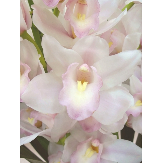 シンビジューム 『マリーローランサン』 4F 商品詳細 胡蝶蘭【グリーン