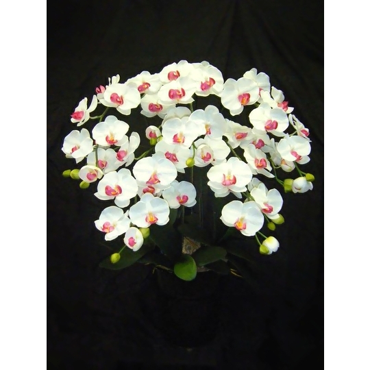 商品詳細 胡蝶蘭【グリーンショップ フェニックス】胡蝶蘭