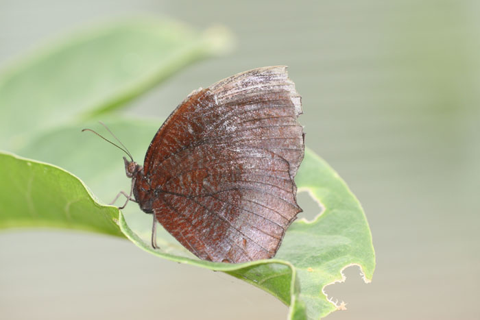 ☆『まみふぁ☆ムラサキシキブジャノメチョウ ♂標本 ja-rurimon3