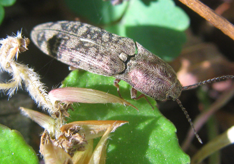 シモフリコメツキ