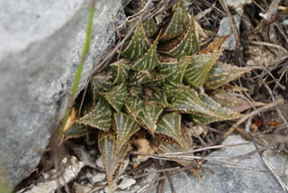 Haworthia Society of Japan - Haworthia