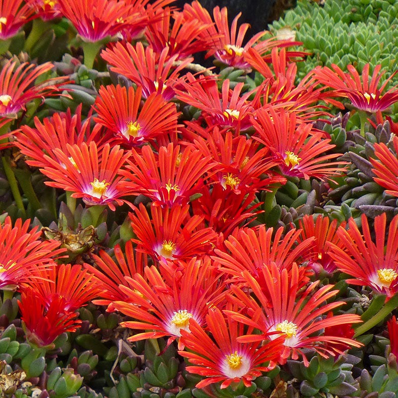 Red Mountain Flame Ice Plant, Delosperma Red Mountain Flame | High