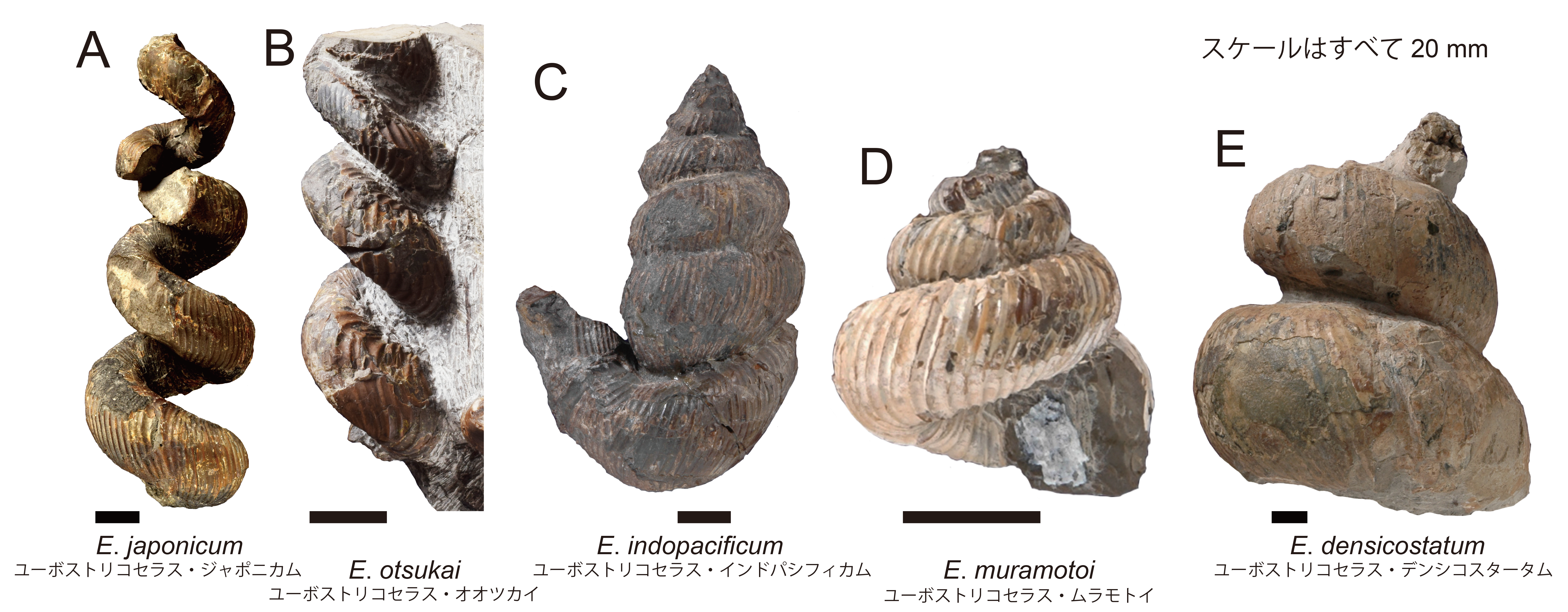 新種アンモナイトは「ゆるふわパ～マ」！？ 【コラムリレー第21回