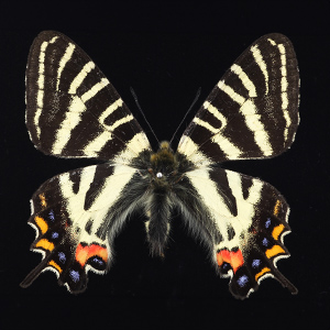 ギフチョウ | 【標本ナビ】多様性生物希少標本ネットワーク