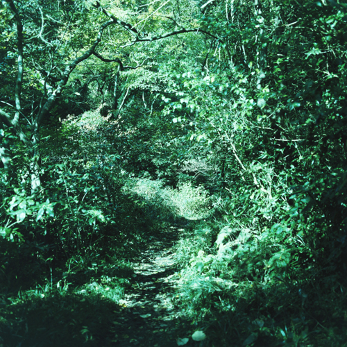 いろのみ“琹の葉 / kotonoha” | Inpartmaint Inc