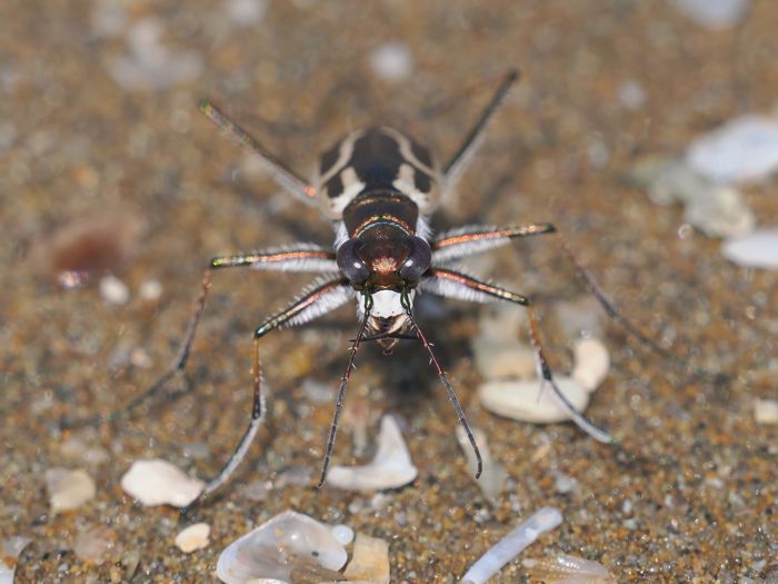 イカリモンハンミョウ