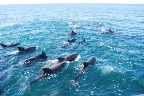 世界でも珍しいイルカの群れ！ | 天草 イルカウォッチング受付予約センター