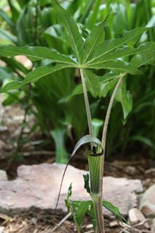 Inviting Arborvitae - Juniper Level Botanic Garden