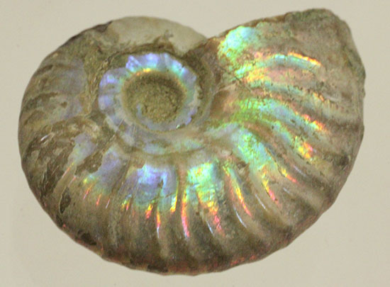 新着化石 虹色に光るアンモナイト | 化石セブンの最新情報
