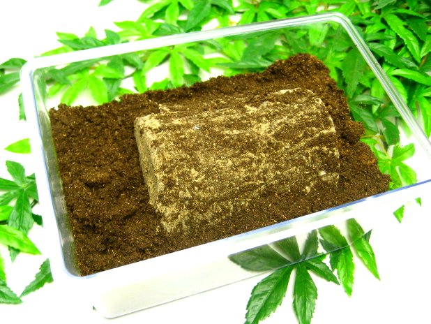 土埋めレイシ材(産卵木)の販売