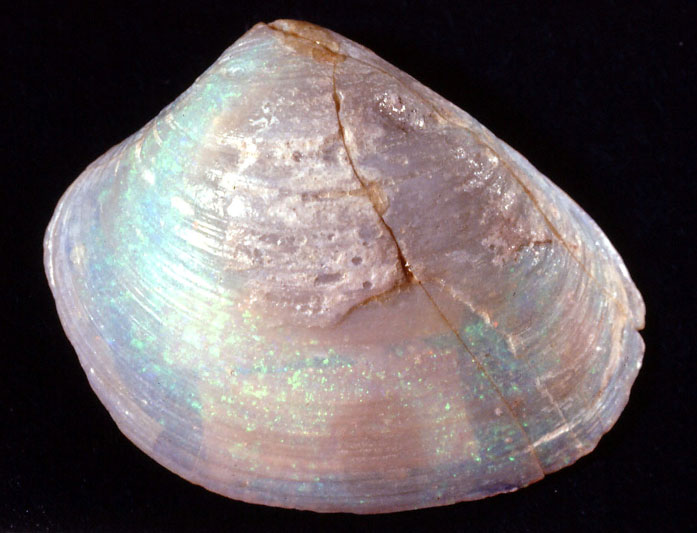 奇石博物館 収蔵品 オパール化した貝化石