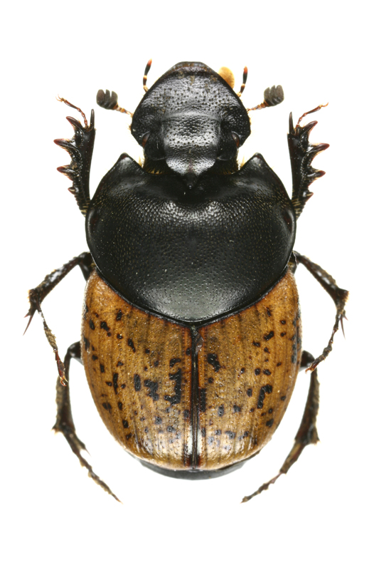 新潟県 | コガネムシ研究会｜コガネムシ上科の愛好会 | ページ 9