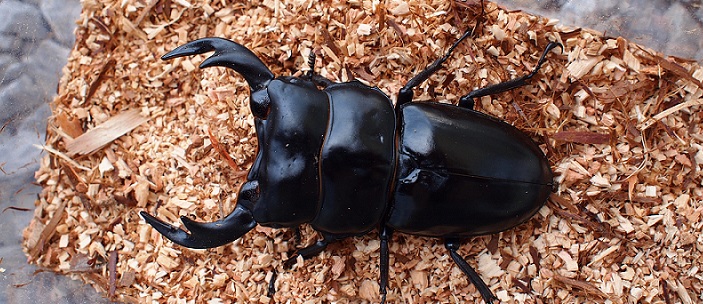 KUWAGATA Z】 -インドアンタエウスオオクワガタ飼育記-