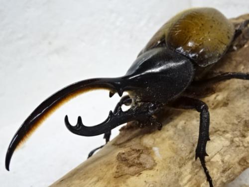 くわかぶプラネット / ヘラクレスエクアトリアヌス(オス単品)