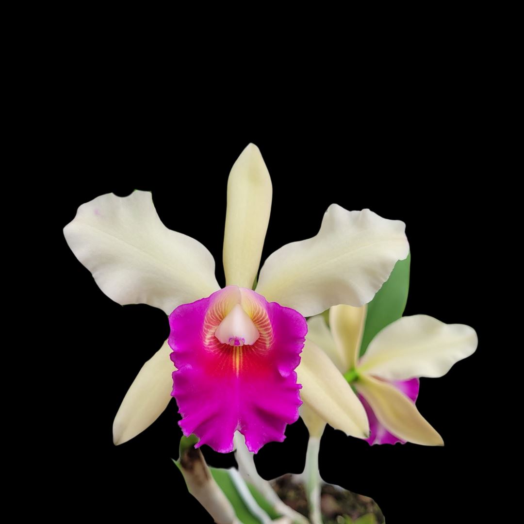 Cattleya Alliance: Cattleya Small World x Cattleya Toshie Aoki