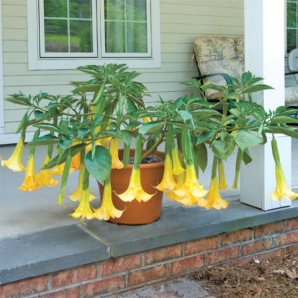 Angel's Trumpet 'Angel's Summer Dream' PPAF For Sale – Logee's Plants