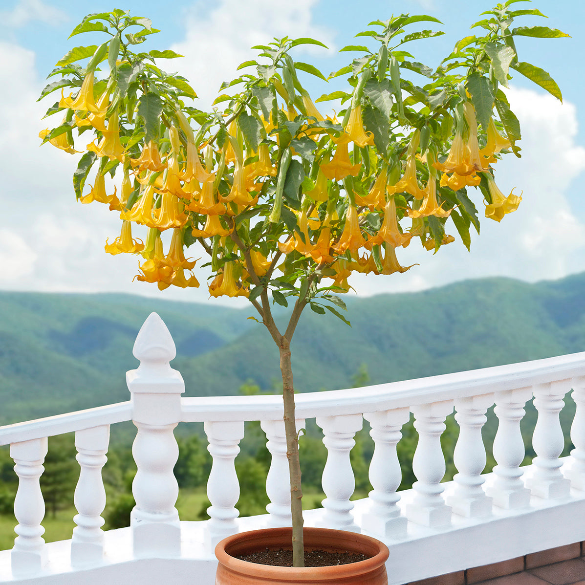 Angel's Trumpet 'Angel's Lemon Zest' For Sale – Logee's Plants