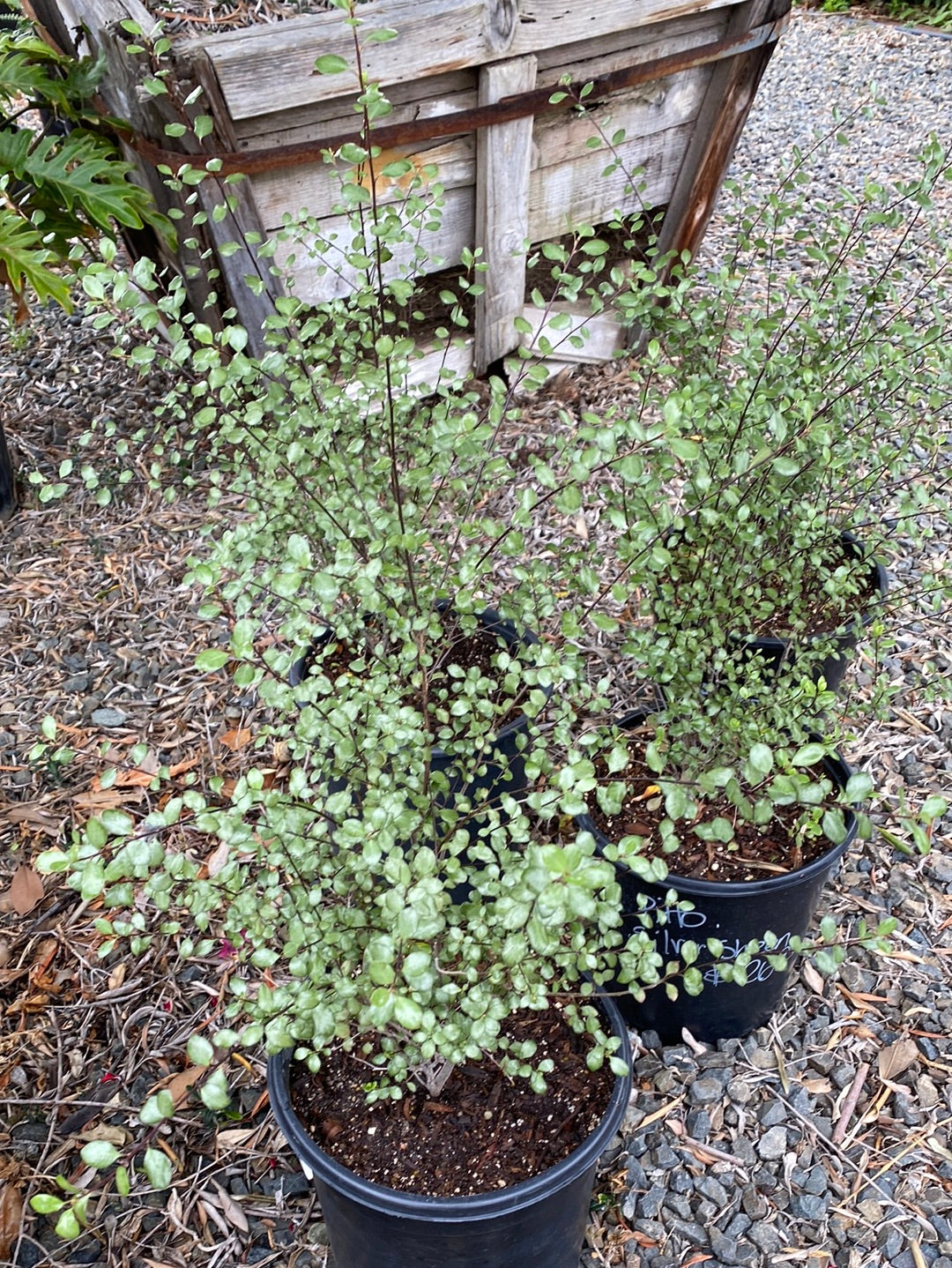 Pittosporum tenuifolium 'Silver Sheen' – The Madd Potter