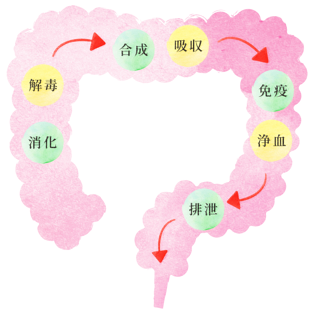 美しい素肌づくり、ダイエットに美腸活 | 千葉の耳ツボダイエット