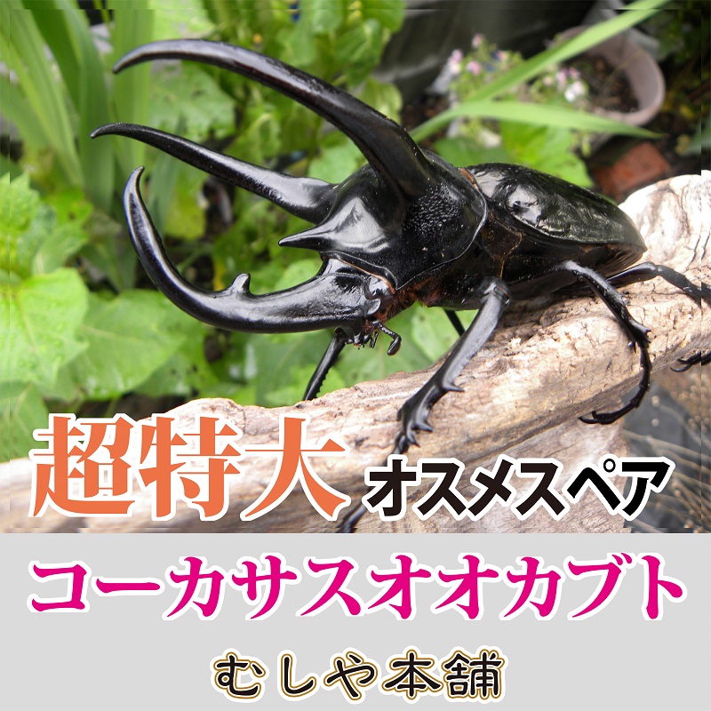 コーカサスオオカブト オオクワガタ幼虫・カブトムシ（ヘラクレス