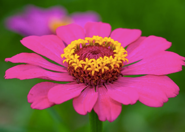 Zinnia Flower Essence ~ Joy - Mushmina