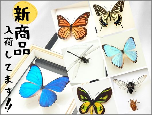 リクエスト品 専用 白色のテセウスモルフォ リクエスト品 専用 白色の