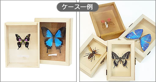 アオスジアゲハ , 蝶の標本 販売・通販のNatureShop|モルフォや