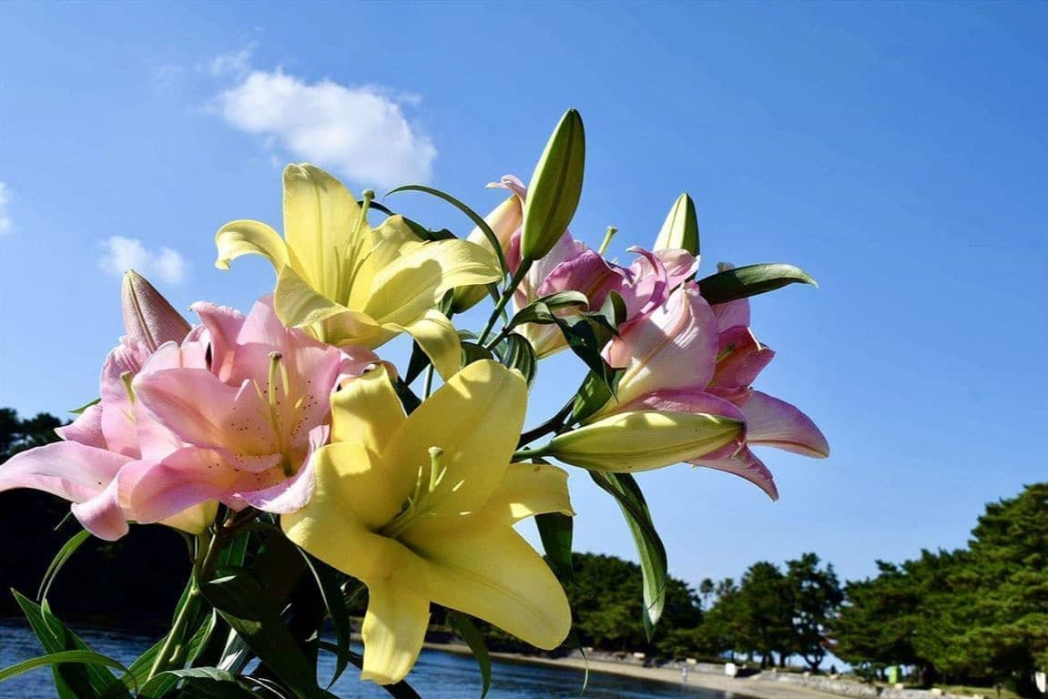 TOP│仁田原花園 | 福岡県八女市矢部村のユリの花園