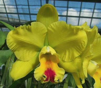 blcmemoriahelenbrownsweetafton