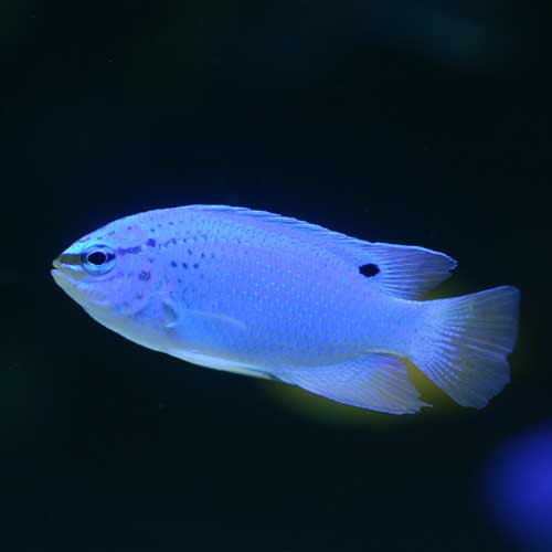 パウパウにいる海水魚の一部ご紹介「熱帯魚ショップパウパウアクア