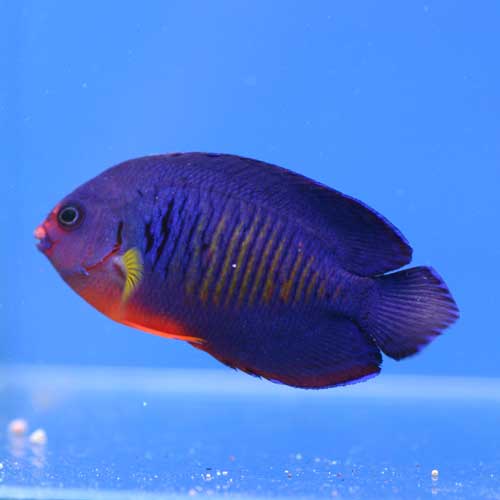 パウパウにいる海水魚の一部ご紹介「熱帯魚ショップパウパウアクア