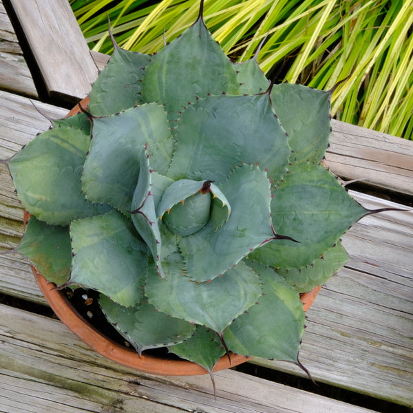 Agave parryi Desert Delight | Desert Delight Century Plant