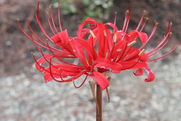 Learn about Lycoris x rosea 'Red Sprite' | Red Sprite Surprise