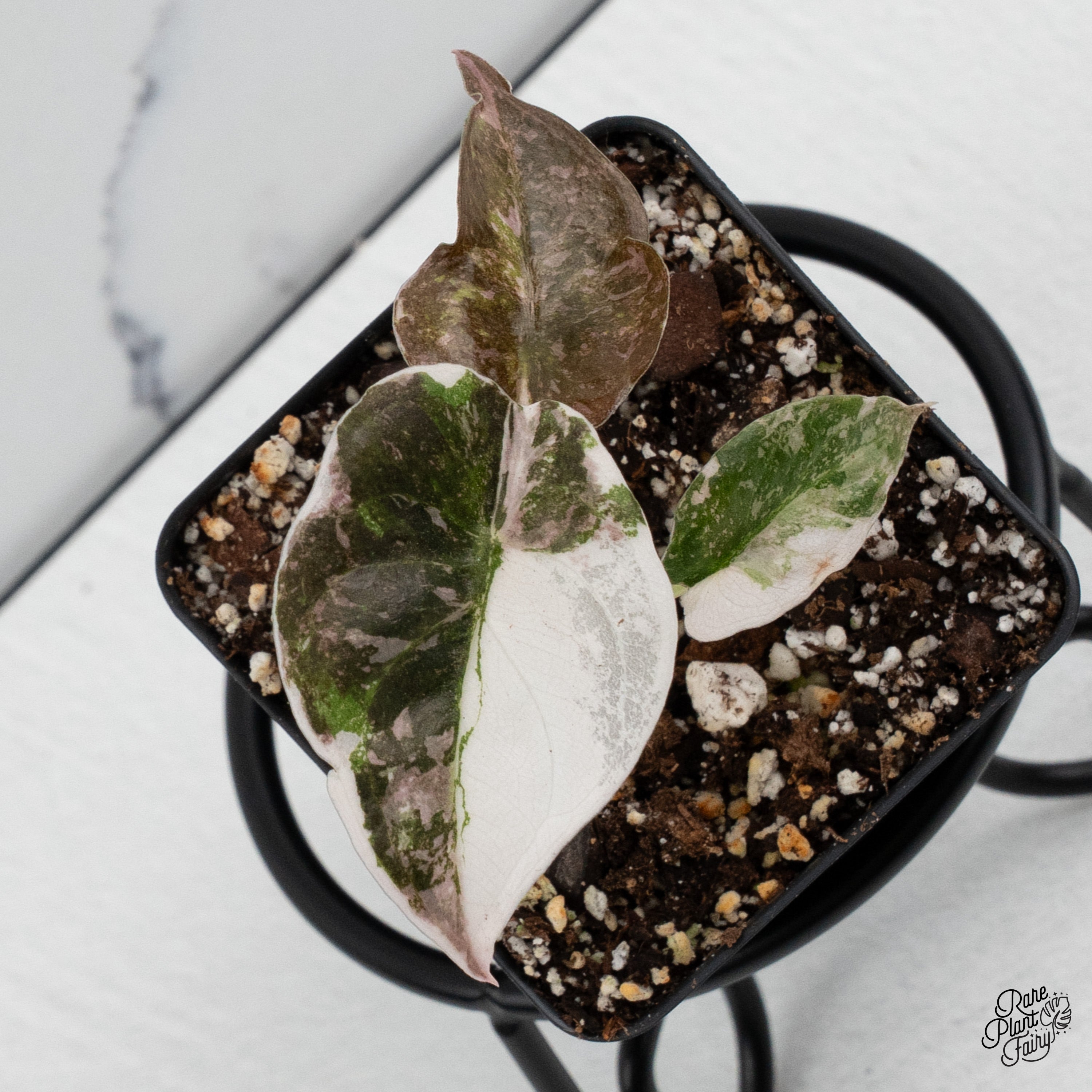 Alocasia 'Cuprea' Albo/Pink Variegated *Grower's choice* – Rare