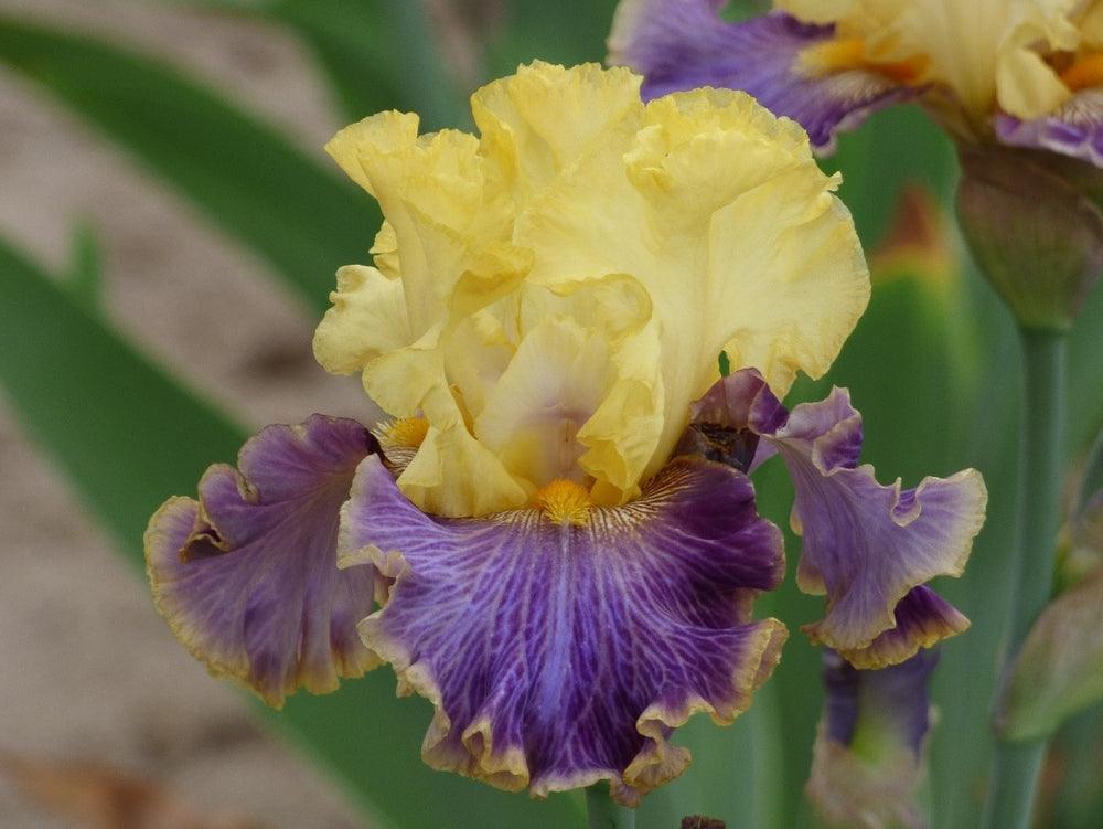 Creola – Schreiner's Gardens